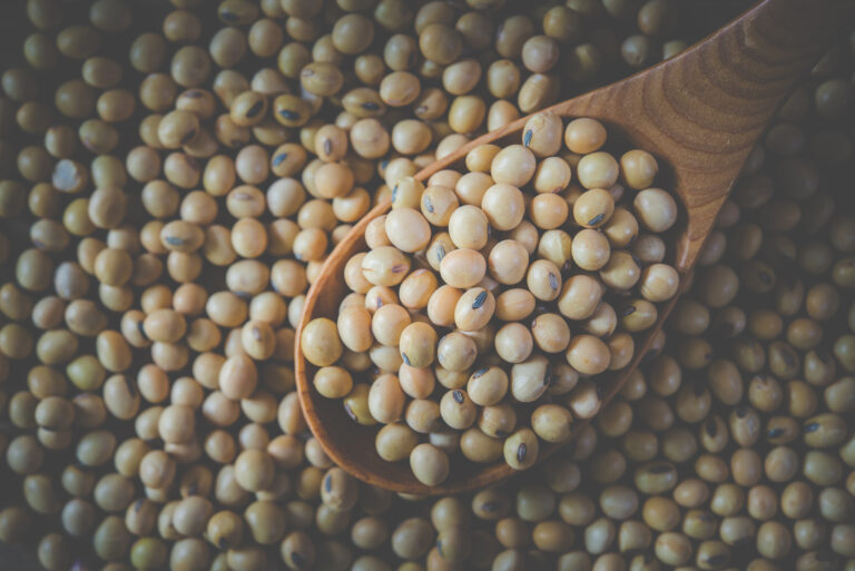soy beans